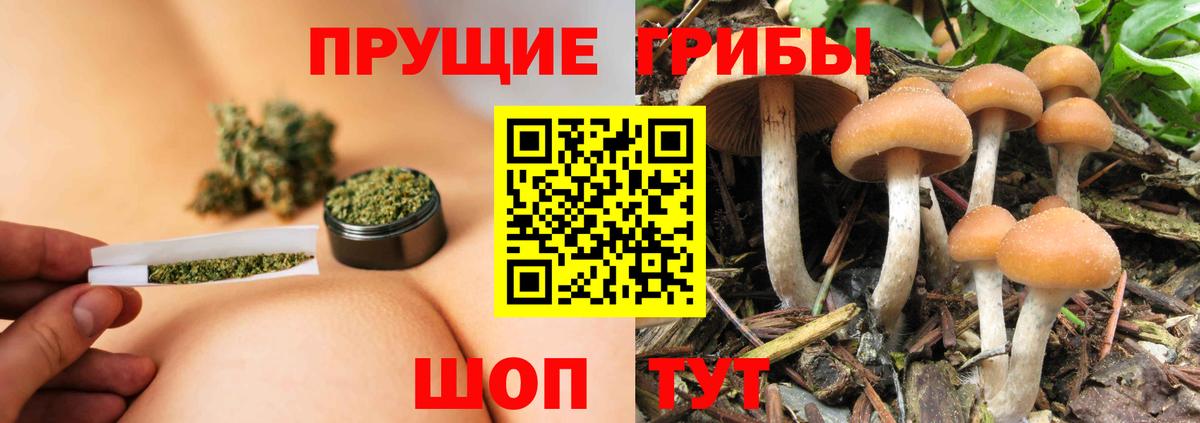 Псилоцибиновые грибы Psilocybe Курчалой